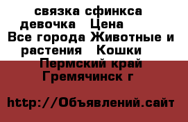 связка сфинкса. девочка › Цена ­ 500 - Все города Животные и растения » Кошки   . Пермский край,Гремячинск г.